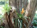 Bromeliads in tree_2